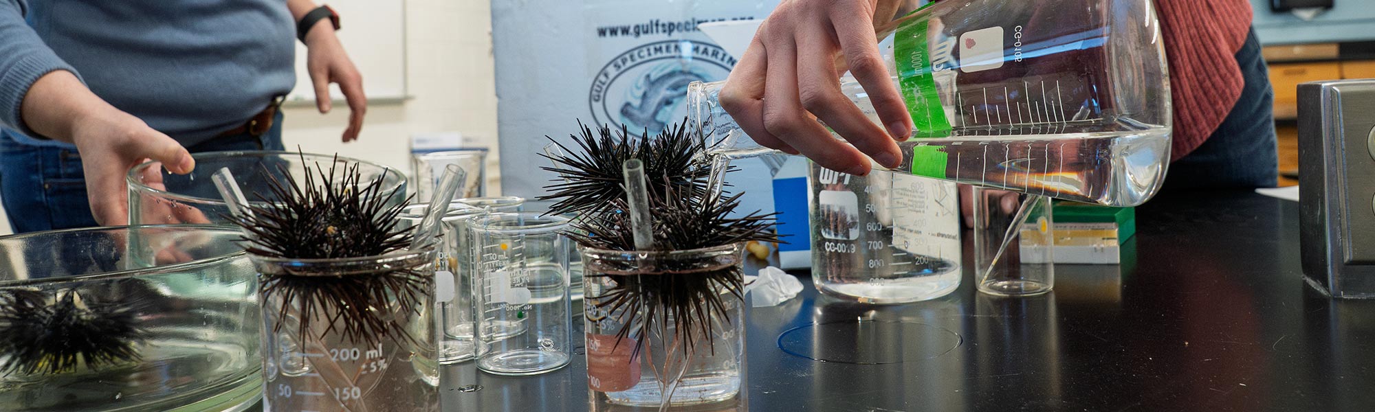 Students pour liquid onto Sea Urchin