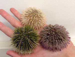 Ray Allen Sea Urchins