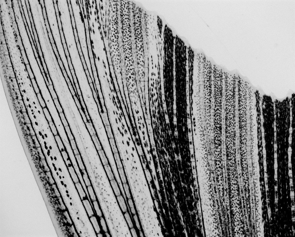 Adjusted bright field image of zebrafish fin taken in the Poss lab at Duke University.