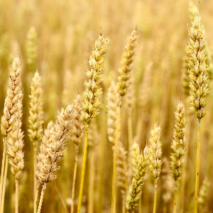 golden stalks of wheat