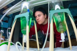 Ripon College student works with rotifers in Farr Hall of Science