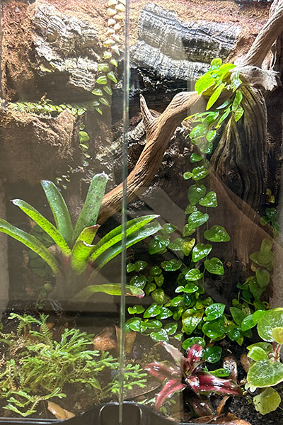 A tropical aquarium