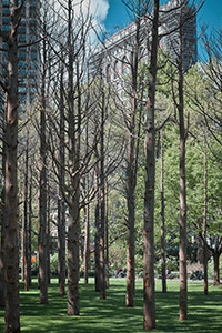 Rows of dead trees in central park