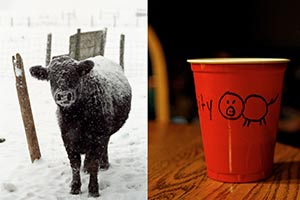 A cow on the left and a solo cup with a pig drawn in marker on the right.