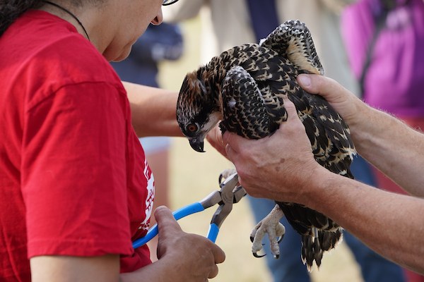 Professor carefully puts tag on Hawk