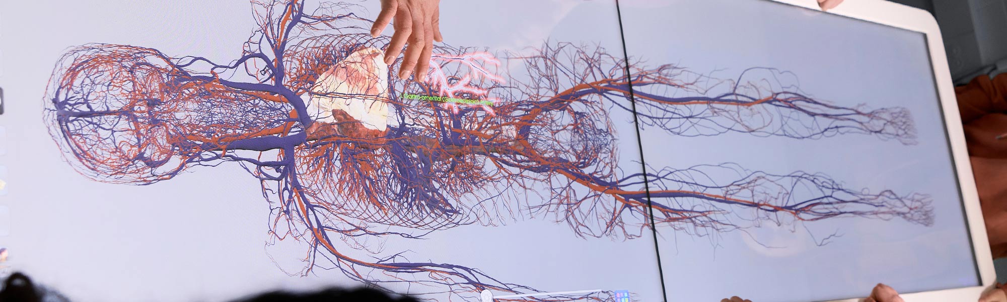 A close of the nervous system in our animatage equipment