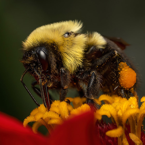 A bee pollinating a flower
