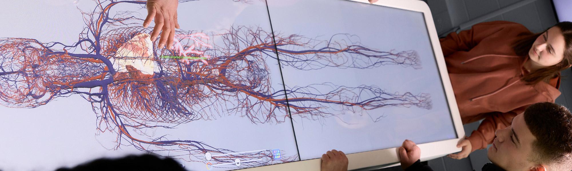 students look at the nervous system in the Franzen Science Center